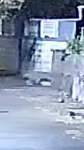 रत्नागिरी शहरात बिबट्याचा थरार, अभ्युदयनगर भागात सीसीटीव्हीत कैद.