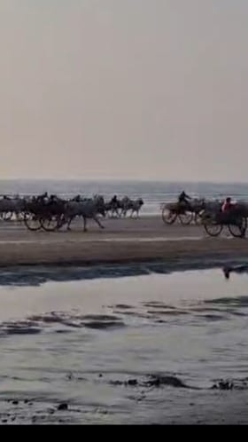 समुद्रकिनारी रंगला बैलगाडी शर्यतीचा थरार!.