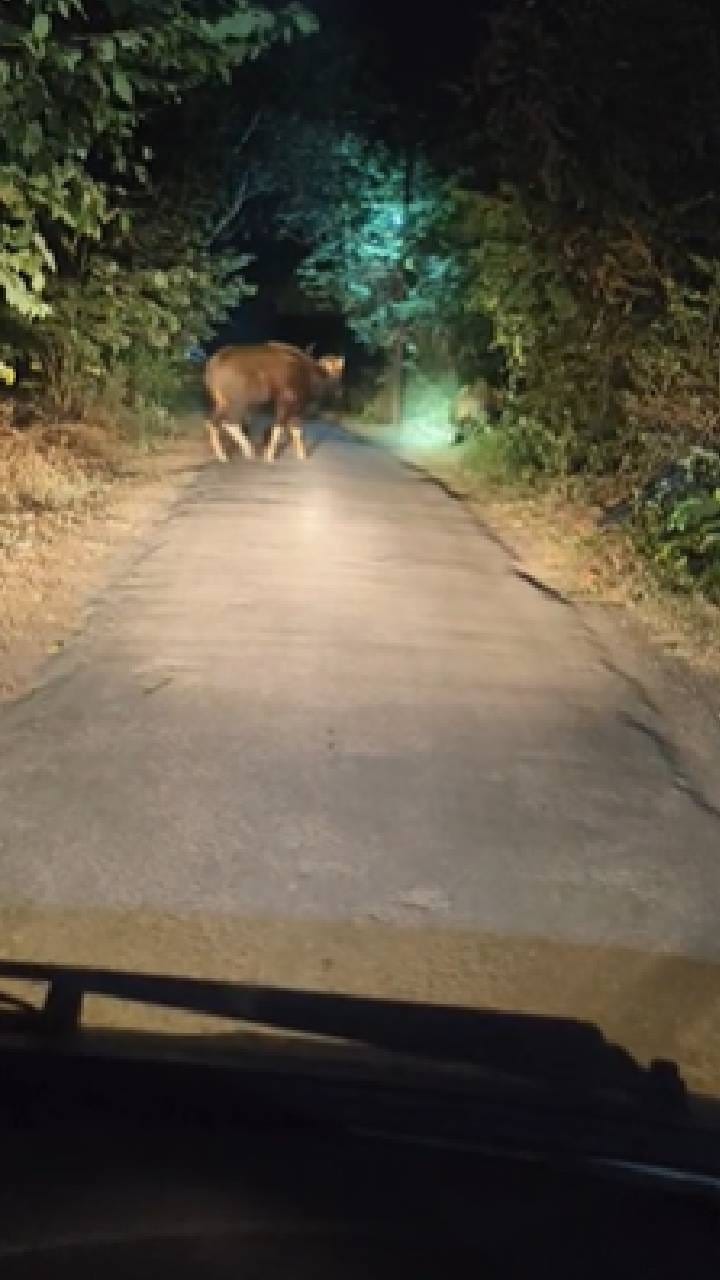 रत्नागिरीतल्या मिरजोळे गावात गवा रेड्यांचं दर्शन, नागरिक भयभीत