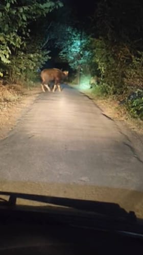 रत्नागिरीतल्या मिरजोळे गावात गवा रेड्यांचं दर्शन, नागरिक भयभीत