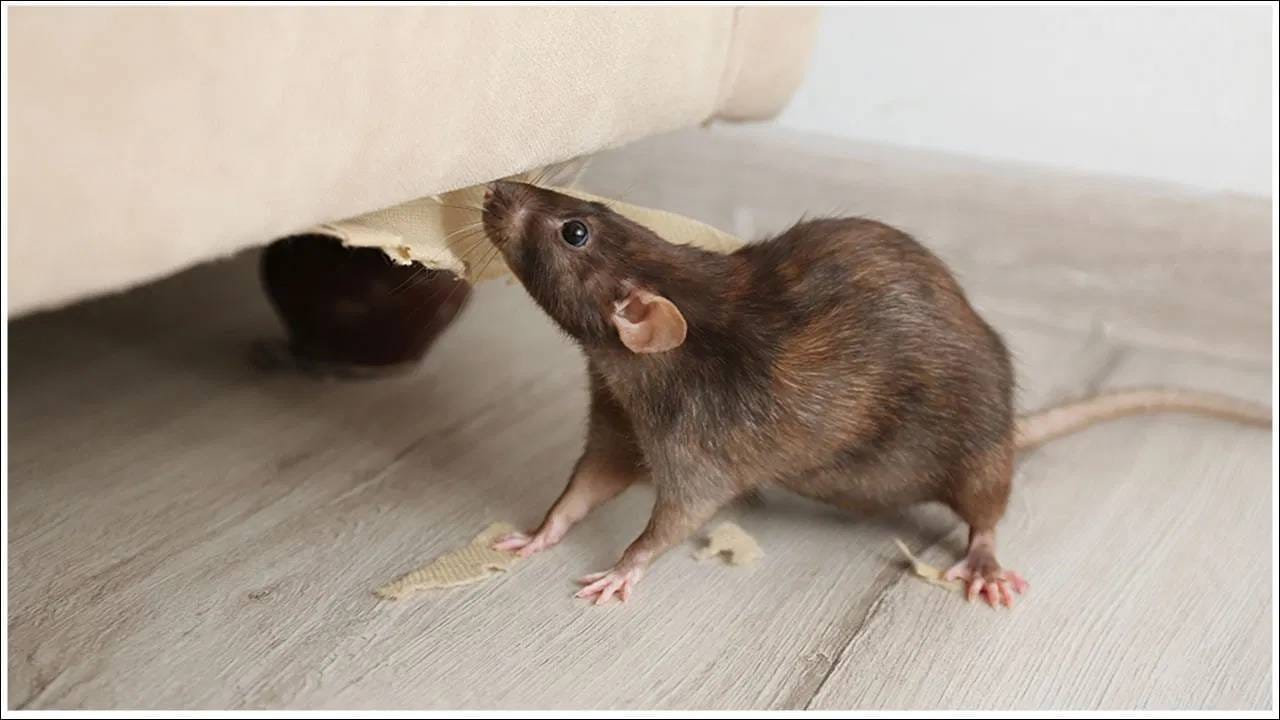 खुडबूड , खुडबूड.. घरात सतावतोय उंदरांचा त्रास ? अवघ्या 2 रुपयांत झटक्यात मूषक घालवा घराबाहेर