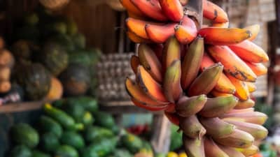 तुम्हाला लाल केळी खाण्याचे आरोग्यदायी फायदे माहिती आहेत का?  जाणून घ्या एका Click वर