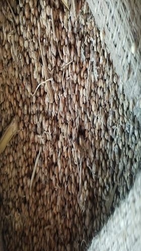 रेशन दुकानदारांकडे वितरित केलेल्या ज्वारीला बुरशी तर तांदूळ सडलेला.