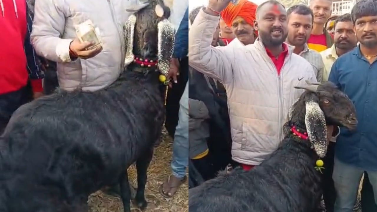 दीपक नांगरे यांनी या बिटल शेळीचे संगोपन एका मुलाप्रमाणे केले होते. तिच्या खाण्यापिण्यापासून ते आरोग्यापर्यंत त्यांनी कोणतीही कसूर ठेवली नाही. परिणामी, उत्तम शरीरयष्टी, टोकदार कान आणि राजबिंडा रुबाब यामुळे या शेळीची किंमत लाखोंच्या घरात पोहोचली.