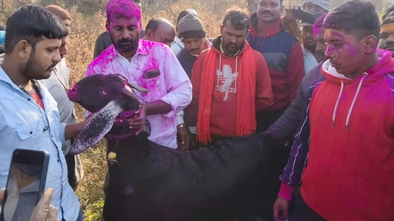 म्हशी, गायी... यांच्या किमती लाखो रुपयांच्या घरात असतात. पण जर तुम्हाला कोणी सांगितले की एका शेळीची किंमत म्हशीपेक्षाही जास्त आहे, तर तुमचा विश्वास बसेल का? नाही ना. पण हे खरंच घडलं आहे.