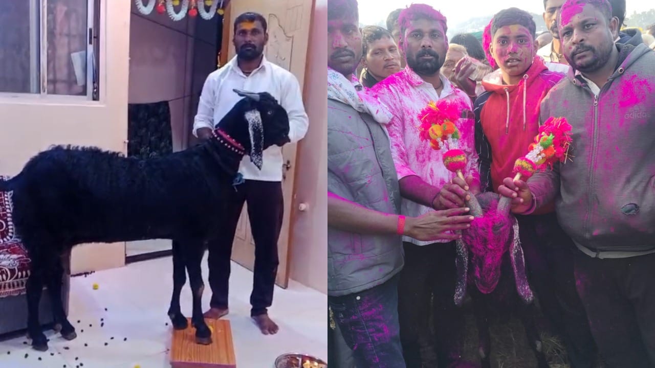 यामुळे संपूर्ण जिल्ह्यात खळबळ उडाली आहे. या शेळीला मिळालेल्या विक्रमी दरामुळे परिसरात एक गमतीशीर चर्चा सुरू झाली आहे. ही नुसती शेळी नाही, तर चालती-फिरती गोल्डन गोट आहे, असे म्हटले जात आहे.