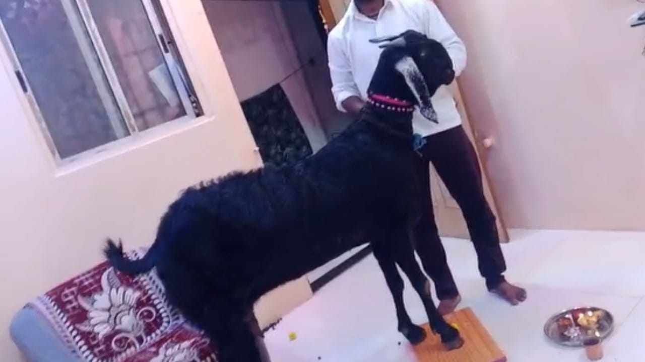 सांगली जिल्ह्यातील वाळवा तालुक्यात ही घटना घडल्याचे पाहायला मिळत आहे. गोटखिंडी येथील तरुण शेतकरी दीपक नांगरे यांच्याकडील एका देखण्या बिटल जातीच्या शेळीने चक्क 1,01,000 रुपये इतका विक्रमी दर मिळवत सर्वांना थक्क केले आहे.