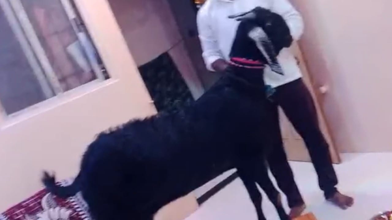 सामान्यतः चांगल्या म्हशीची किंमत 70 ते 80 हजार इतकी असते. पण या व्हिआयपी शेळीने थेट 1 लाखांचा पल्ला गाठून म्हशींनाही मागे टाकले आहे. दीपक नांगरे यांच्या मेहनतीला मिळालेल्या या यशामुळे, वाळवा तालुक्यात केवळ शेळीचीच नाही, तर दीपकच्या शेती कौशल्याची जोरदार चर्चा रंगली आहे.