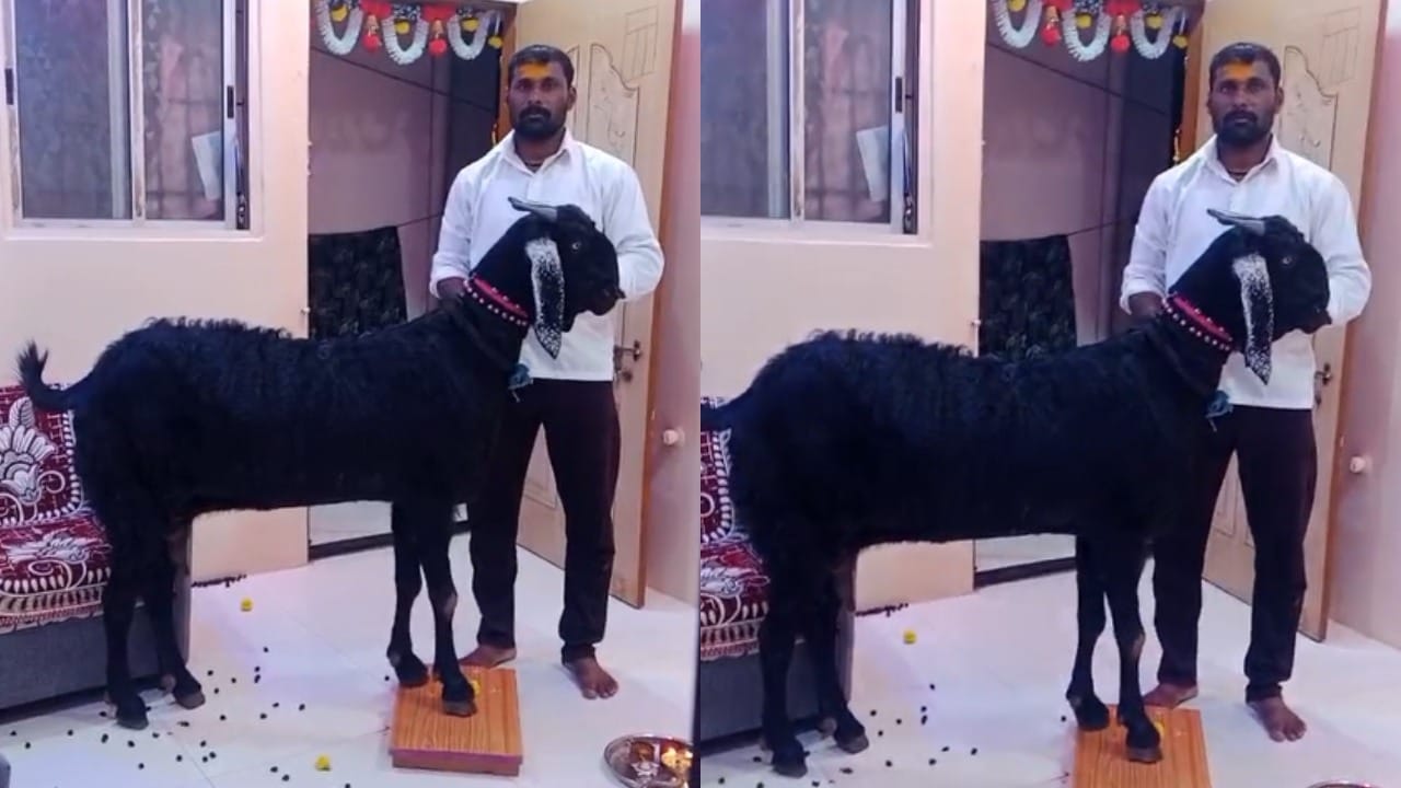 दीपक नांगरे यांची ही शेळी अवधूत चिखलगुट यांनी विकत घेतली. मात्र हा व्यवहार पाहण्यासाठी गावात लोकांची अक्षरशः जत्रा भरली होती. अनेकांना इतक्या मोठ्या आकड्यावर विश्वास बसत नव्हता. त्यामुळे स्वतःच्या डोळ्यांनी व्यवहार पाहण्यासाठी तरुण आणि शेतकऱ्यांनी गर्दी केली.