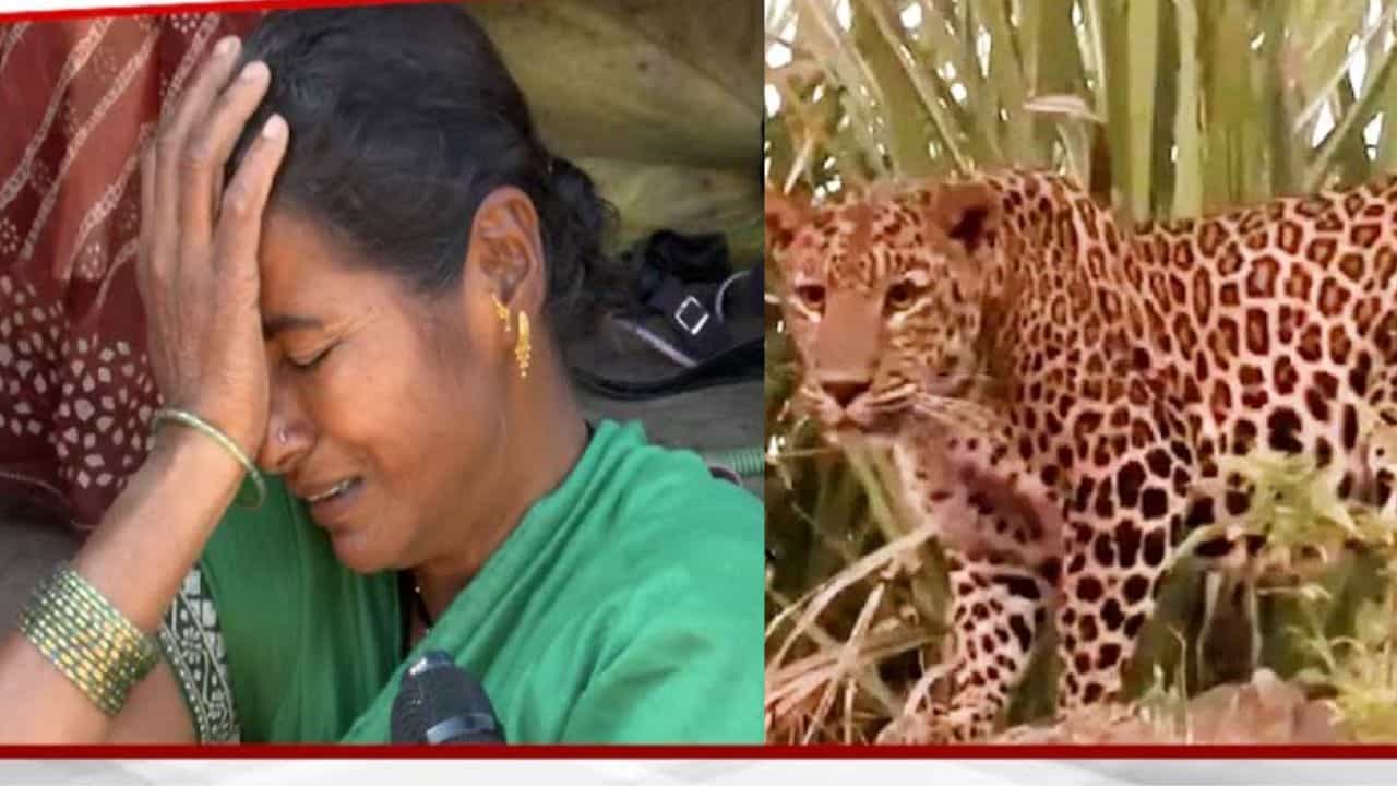 बिबट्याने डोळ्यासमोरून 4 वर्षांच्या चिमूकल्याला उचलून नेलं!