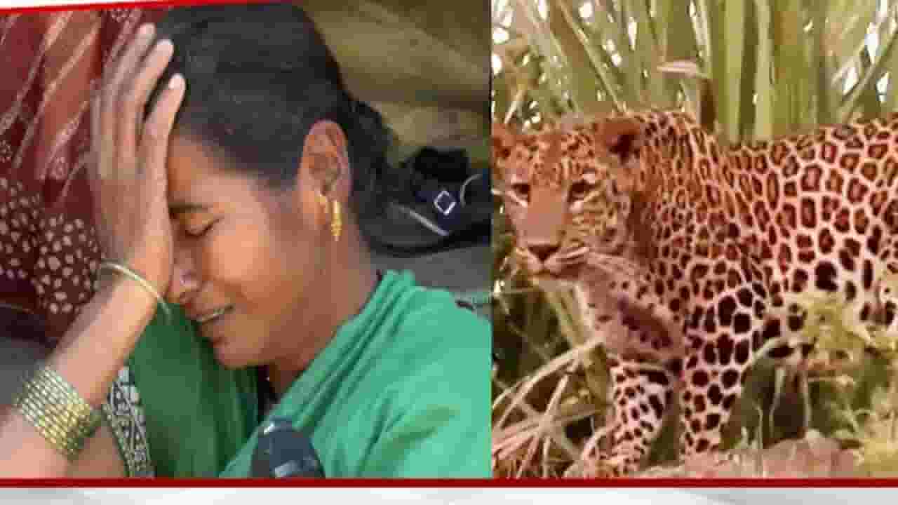 बिबट्याने डोळ्यासमोरून 4 वर्षांच्या चिमूकल्याला उचलून नेलं! बिबट्याने डोळ्यासमोरून 4 वर्षांच्या चिमूकल्याला उचलून नेलं!