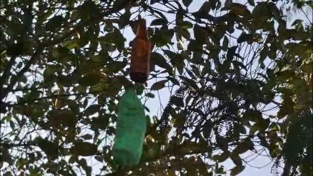 गेल्या काही दिवसांपासून त्यांच्या परिसरात बिबट्याचा वावर मोठ्या प्रमाणात वाढला होता. रात्रीच्या वेळी बिबट्या थेट जनावरांच्या गोठ्यापर्यंत येत असल्याने त्यांच्या पाळीव प्राण्यांच्या जिवाला धोका निर्माण झाला होता.