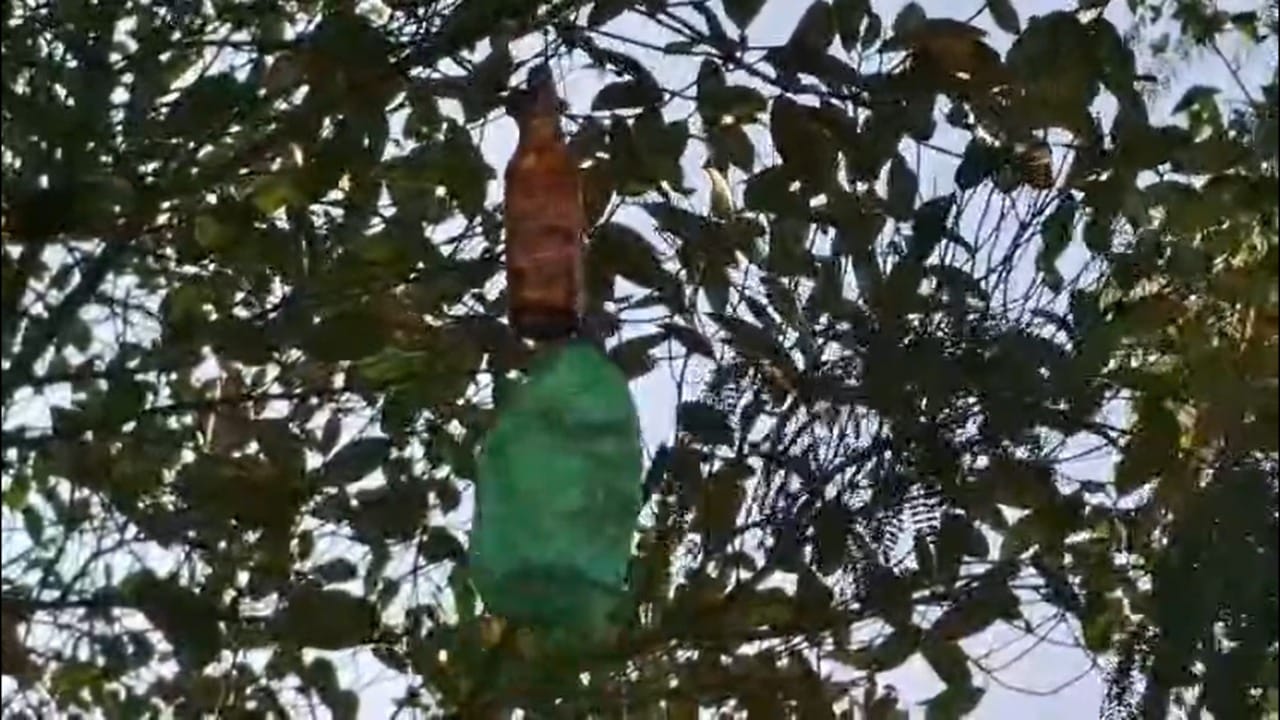 अशा परिस्थितीत सांगलीच्या वाळवा तालुक्यातील कुरळप येथील एका जिद्दी शेतकऱ्याने कोणावरही अवलंबून न राहता आपल्या बुद्धीच्या जोरावर बिबट्याला पळवून लावण्यासाठी एक अनोखी शक्कल लढवली आहे.