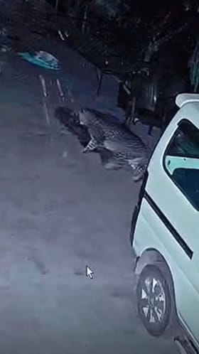 बिबट्याचा कुत्र्यावर हल्ला! थरार सीसीटीव्हीमध्ये कैद.