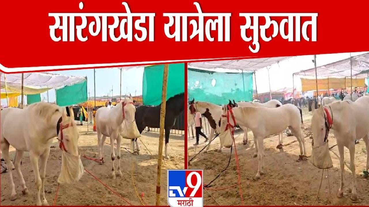 Sarangkheda Horse Fair : अश्वशौकिनांसाठी पर्वणी, ऐतिहासिक सारंगखेडा यात्रेला सुरूवात, कोट्यवधीच्या घोड्यांची विक्री अन् बरंच काही