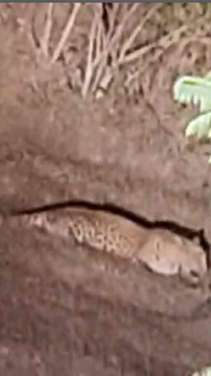 साताऱ्यात खंडाळा तालुक्यात बिबट्या दिसला, सगळीकडे घबराट