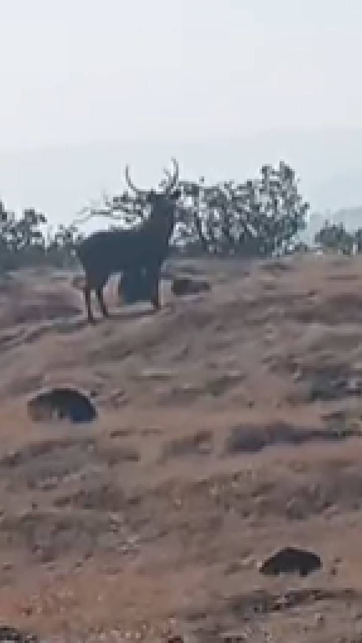 साताऱ्यातील कास पठार भागात आढळले बाराशिंगा हरिण