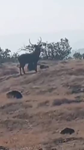 साताऱ्यातील कास पठार भागात आढळले बाराशिंगा हरिण