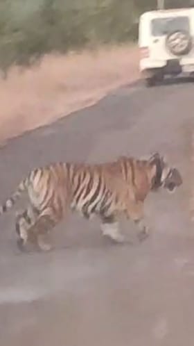 पाटणमध्ये तारा वाघिणीचे दर्शन; व्हिडीओ आला समोर.