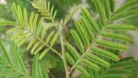 Vastu Shastra : घरात शमीचं रोप लावताय? मग ही काळजी घ्याच....