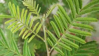 Vastu Shastra : घरात शमीचं रोप लावताय? मग ही काळजी घ्याच..., अन्यथा घरात नेहमी होतील भांडणं