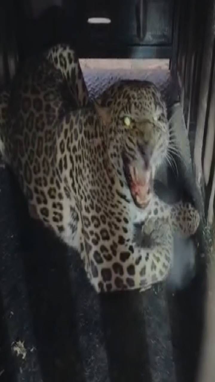 शिरूरच्या फाकटे येथे वय वर्ष 6 असणारी बिबट मादी जेरबंद