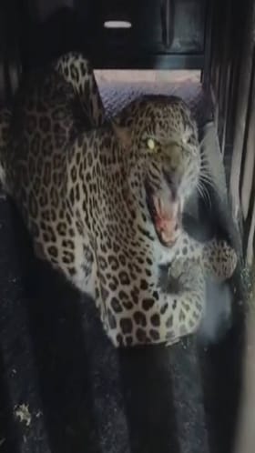 शिरूरच्या फाकटे येथे वय वर्ष 6 असणारी बिबट मादी जेरबंद.