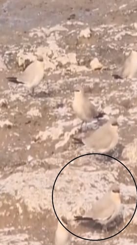 Sangli : पलूसमधील आमणापूर येथील कृष्णा काठावर छोट्या आर्लीची शाळा.