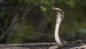 पृथ्वीवरचे सगळे साप नष्ट झाले तर येईल भयंकर संकट; नेमकं काय होईल?.