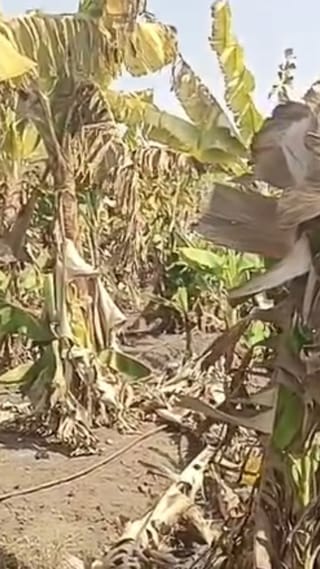 करमाळ्यात बनावट केळीची रोपे देऊन १५ लाखांची फसवणूक