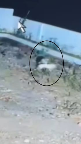 Shirur : शिरूर तालुक्यातील सोने सांगवी येथे बिबट्याची दहशत