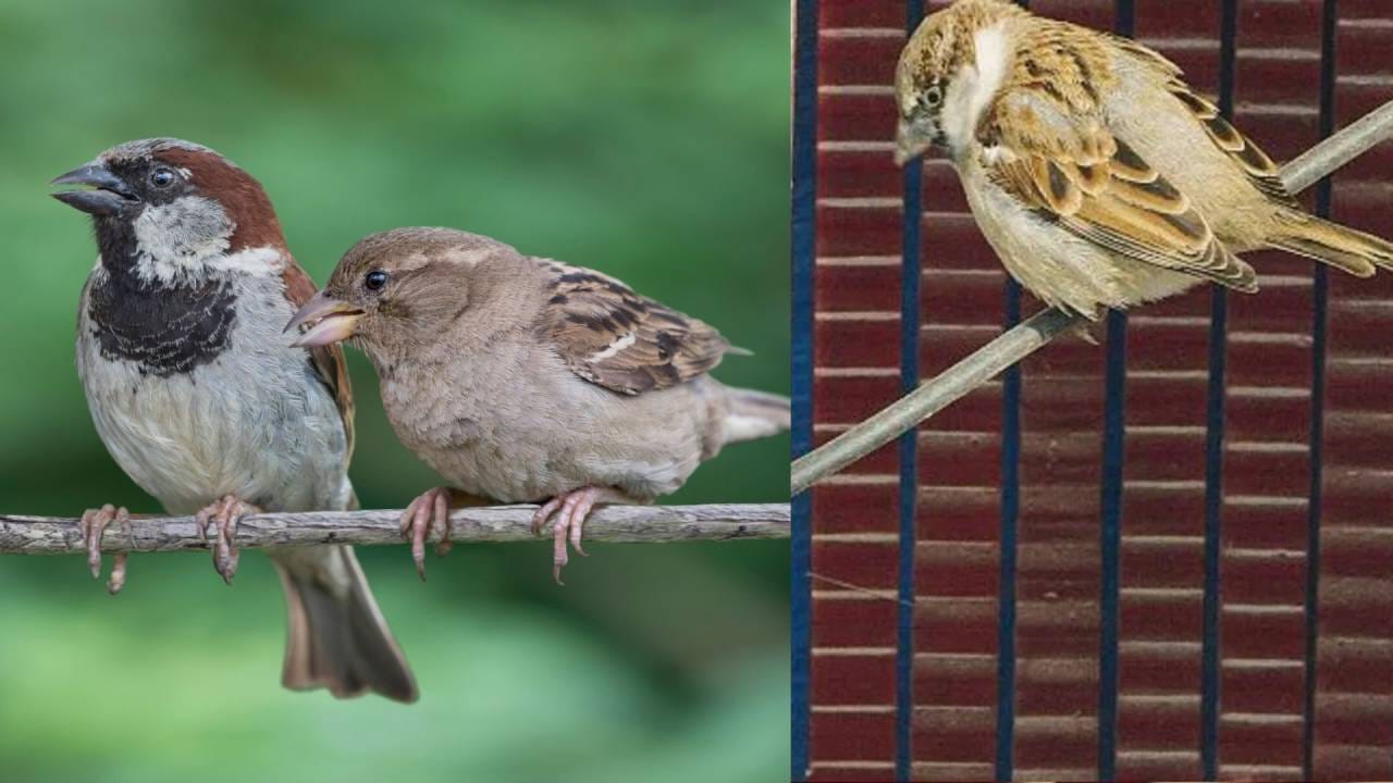 चिमण्या वारंवार घरात येत आहेत? अत्यंत मोठा अर्थ, थेट तुमच्या आयुष्यात.. चिमण्या वारंवार घरात येत आहेत? अत्यंत मोठा अर्थ, थेट तुमच्या आयुष्यात..