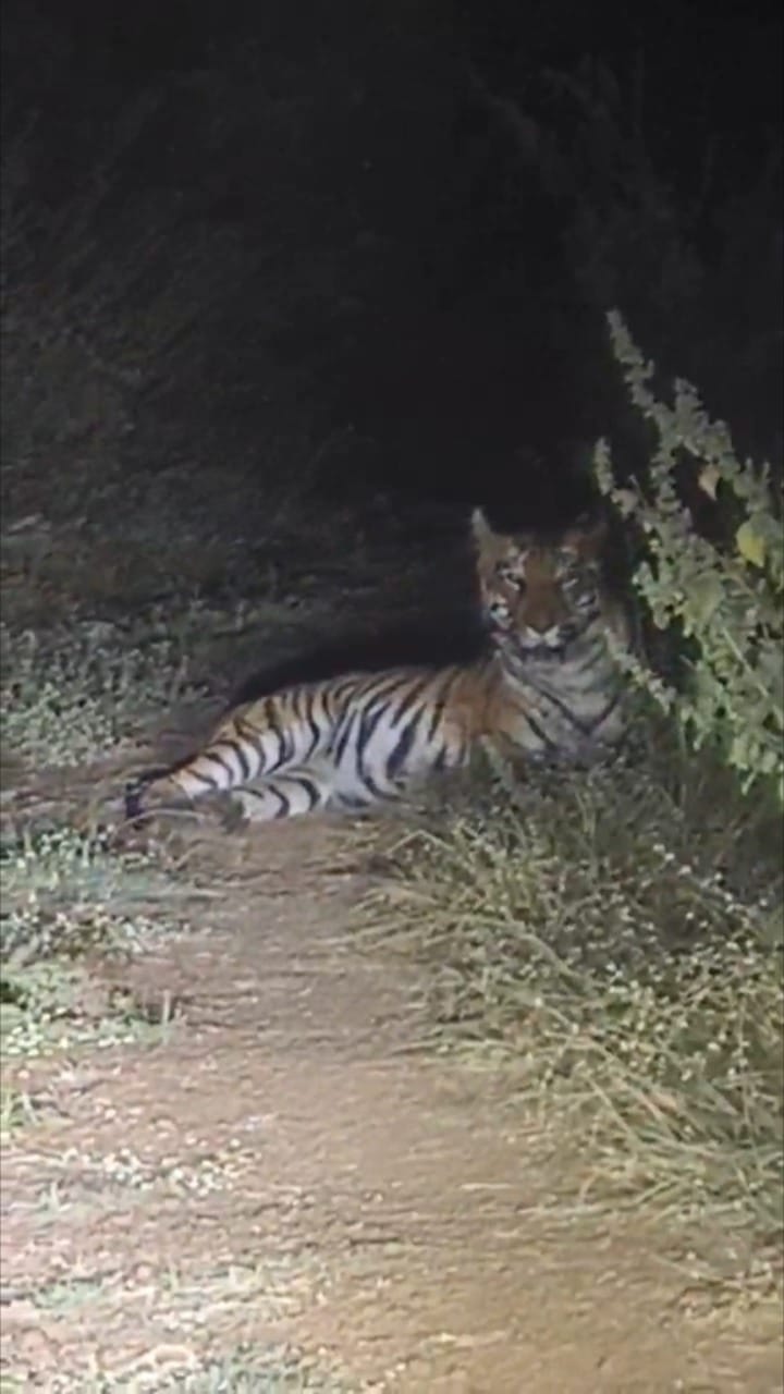 अचानक वाघ समोर आला आणि मग... काळजाचा ठोका चुकवणारा हा व्हिडीओ एकदा बघाच!