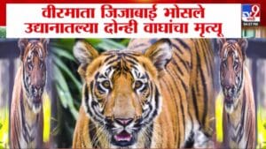 Mumbai Zoo Tiger Deaths : राणीच्या बागेतील दोन्ही वाघांचा मृत्यू, कारण लपवण्याचं कारण काय? शक्ती अन् रूद्रचा जीव गेला कसा?