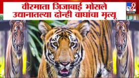 राणीच्या बागेतील दोन्ही वाघांचा मृत्यू, कारण लपवण्याचं कारण काय?.