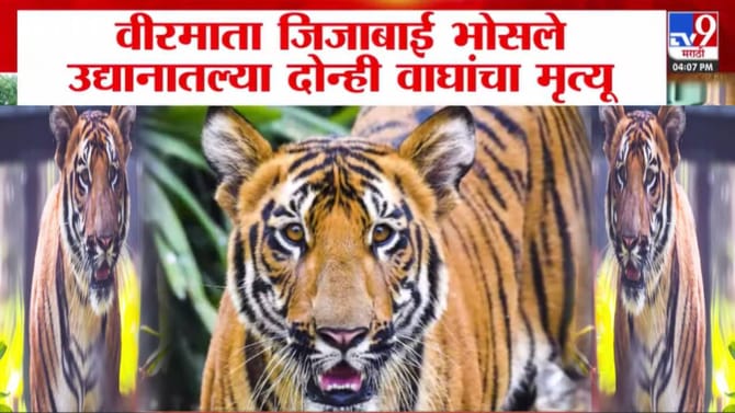राणीच्या बागेतील दोन्ही वाघांचा मृत्यू, कारण लपवण्याचं कारण काय?