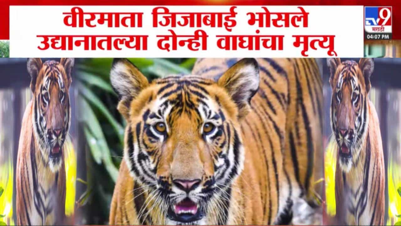 Mumbai Zoo Tiger Deaths : राणीच्या बागेतील दोन्ही वाघांचा मृत्यू, कारण लपवण्याचं कारण काय? शक्ती अन् रूद्रचा जीव गेला कसा?