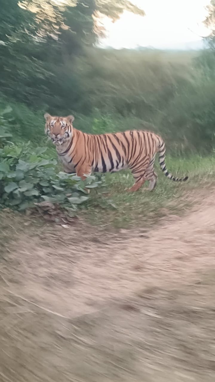 Bhandara : भंडाराच्या टेकेपार-खूटसावरी परिसरात अनेकांना वाघाचं दर्शन