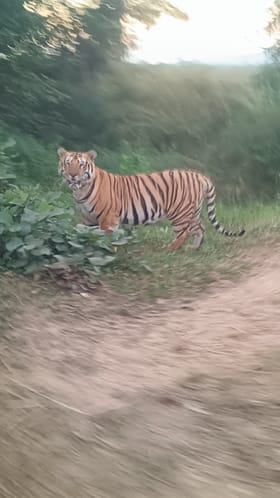 Bhandara : भंडाराच्या टेकेपार-खूटसावरी परिसरात अनेकांना वाघाचं दर्शन