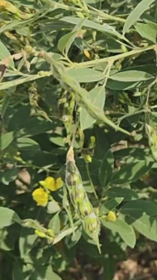 परभणीमध्ये रब्बी पिकांसाठी पोषक हवामान, पिके बहरली