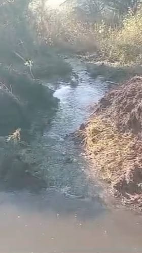 कालव्यातून लिकेजचे पाणी शेतात शिरले, हरभरा पिकांचे नुकसान.