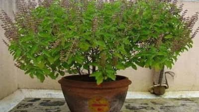 Vastu Shastra : नवं वर्षाच्या पहिल्या दिवशी करा तुळशी संबंधी हा सोपा उपाय, वर्षभर जाणवणार नाही पैशांची तंगी