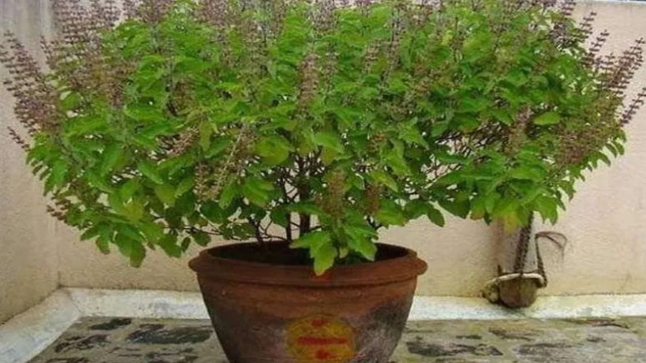 Vastu Shastra : नवं वर्षाच्या पहिल्या दिवशी करा तुळशी संबंधी हा सोपा उपाय, वर्षभर जाणवणार नाही पैशांची तंगी Vastu Shastra : नवं वर्षाच्या पहिल्या दिवशी करा तुळशी संबंधी हा सोपा उपाय, वर्षभर जाणवणार नाही पैशांची तंगी