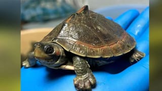 Vastu Shastra : घरात कासवाची मूर्ती ठेवण्याचे आहेत फायदेच फायदे, जाणून घ्या