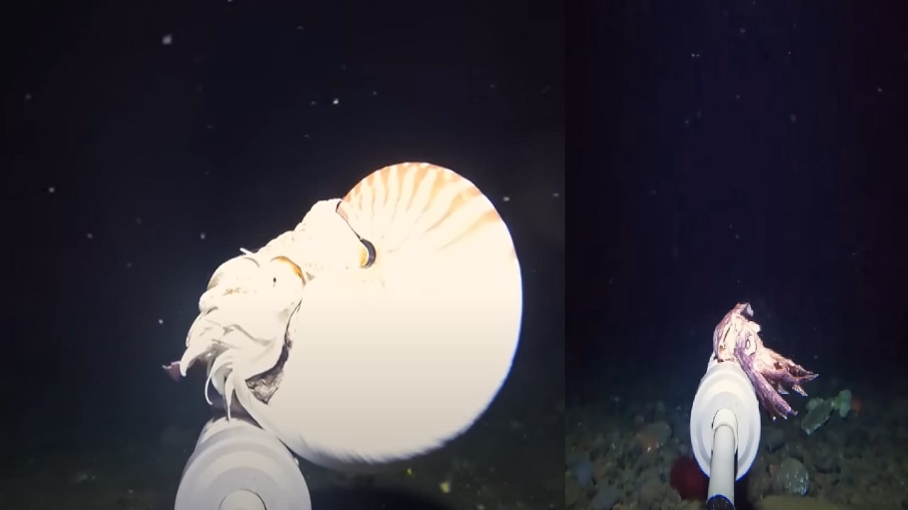 YouTuber ने खोल समुद्रात कॅमेरा फेकला, पाताळातील असं दृश्य जे जगात कोणीच पाहिलं नसेल…. व्हाल अवाक्