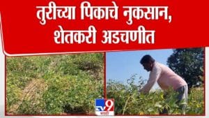रानडुकरांसमुळे तुरीच्या पिकाचे नुकसान, शेतकरी अडचणीत