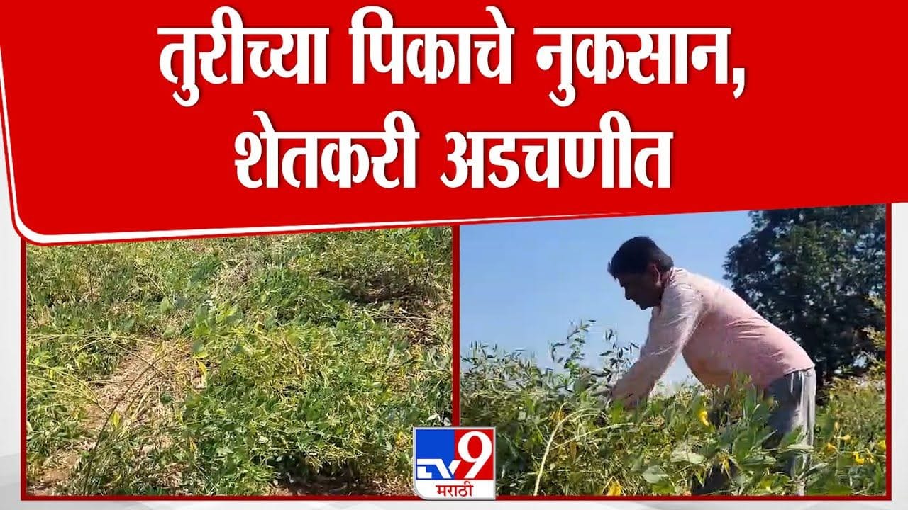 रानडुकरांसमुळे तुरीच्या पिकाचे नुकसान, शेतकरी अडचणीत