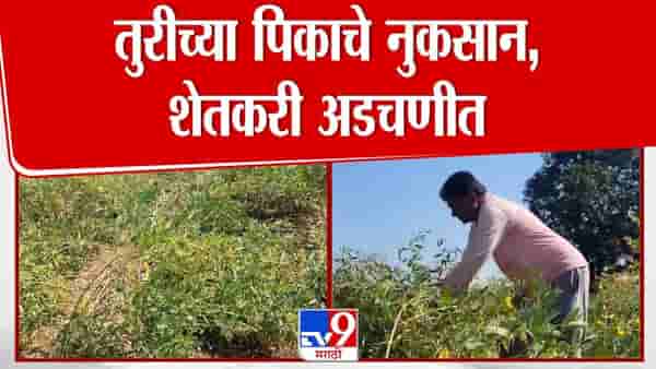 रानडुकरांसमुळे तुरीच्या पिकाचे नुकसान, शेतकरी अडचणीत