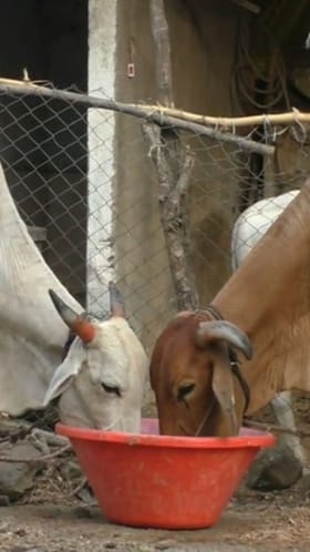 वाशिममध्ये थंडीमुळे जनावरांचे आजार वाढले.