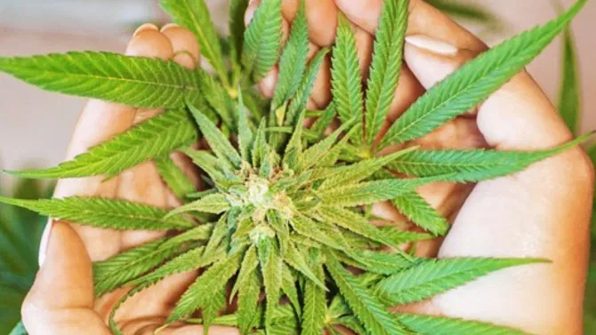 वीड, गांजा आणि चरस यामध्ये काय आहे फरक? शरीरावर काय परिणाम करतात?